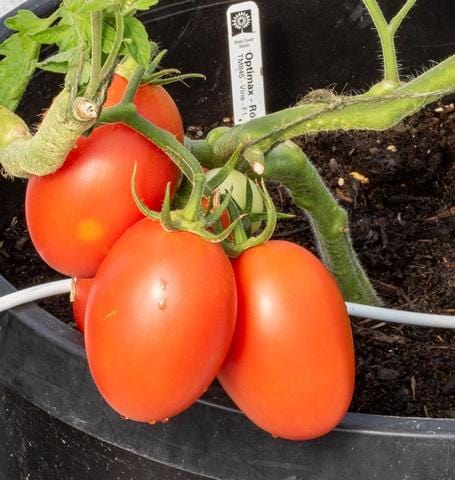 Tomato Optimax Roma - West Coast Seeds - Image 2