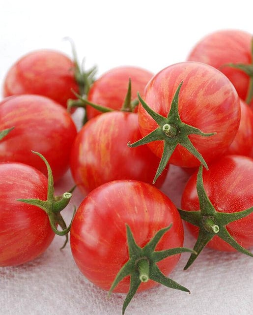 Organic Tomato Pink Bumble Bee - West Coast Seeds - Image 2
