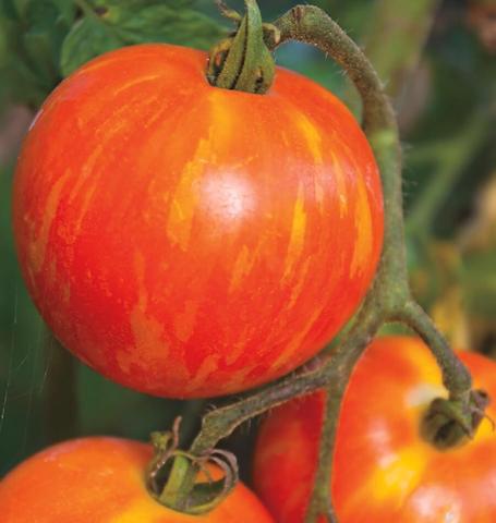 Tomato Red Zebra - West Coast Seeds - Image 2