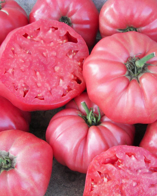 Organic Tomato Pink Brandywine - West Coast Seeds - Image 2