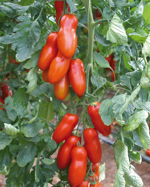 Organic Tomato Pozzano - West Coast Seeds - Image 2