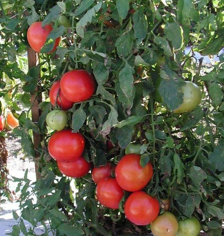 Tomato Tasti-Lee - West Coast Seeds - Image 2
