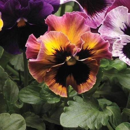 Viola Fizzy Fruit Salad Mix - West Coast Seeds - Image 2