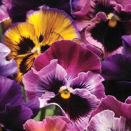 Viola Fizzy Fruit Salad Mix - West Coast Seeds - Image 3