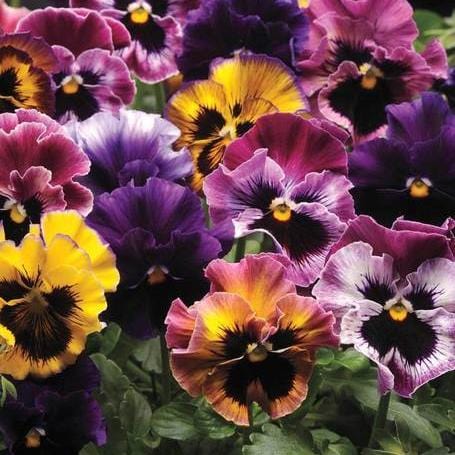 Viola Fizzy Fruit Salad Mix - West Coast Seeds - Image 4