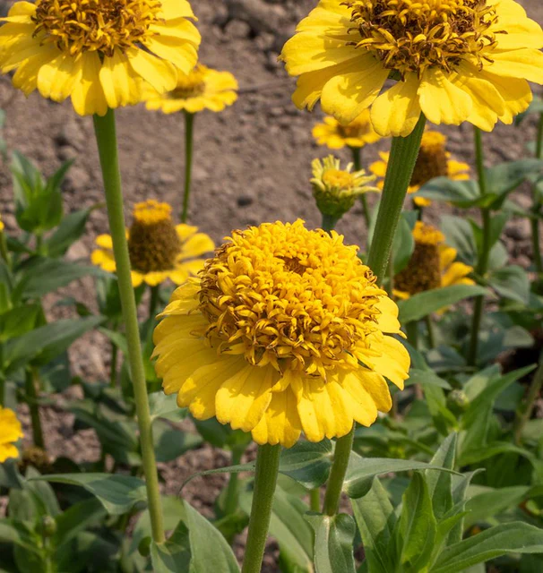 Zinnia Lemon Cupcake - West Coast Seeds - Image 2