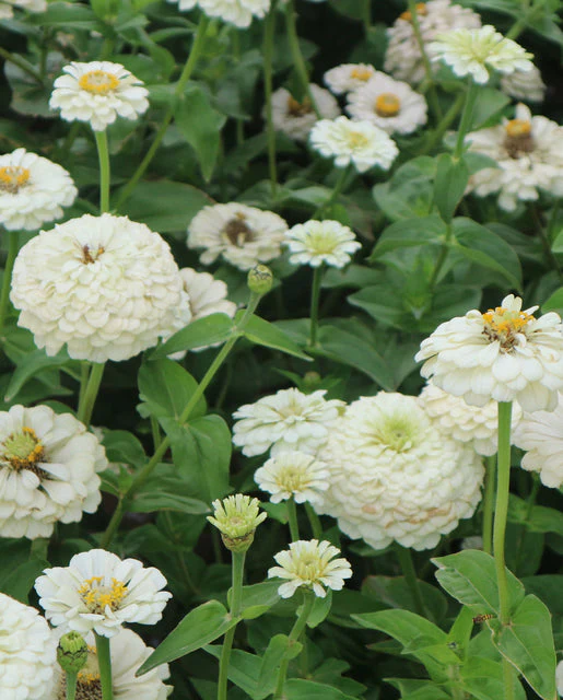 Zinnia Oklahoma Ivory - West Coast Seeds - Image 2