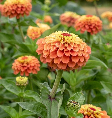 Zinnia Queeny Lime Orange - West Coast Seeds - Image 2