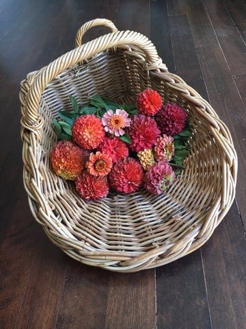 Zinnia Queeny Lime Orange - West Coast Seeds - Image 3