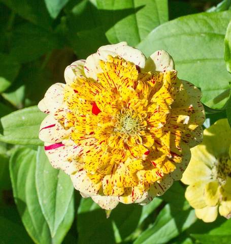 Zinnias Peppermint Stick - West Coast Seeds Ltd - Image 2