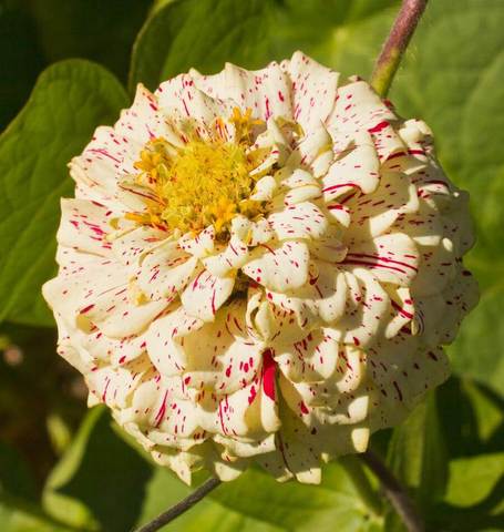 Zinnias Peppermint Stick - West Coast Seeds Ltd - Image 3