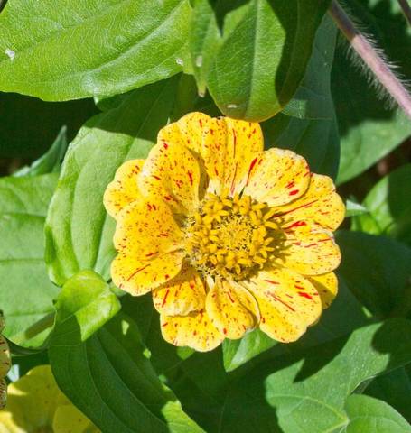 Zinnias Peppermint Stick - West Coast Seeds Ltd - Image 4