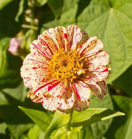 Zinnias Peppermint Stick - West Coast Seeds Ltd - Image 5