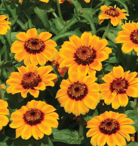 Zinnias Soleado - West Coast Seeds Ltd - Image 2