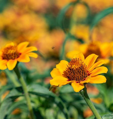 Zinnias Soleado - West Coast Seeds Ltd - Image 3