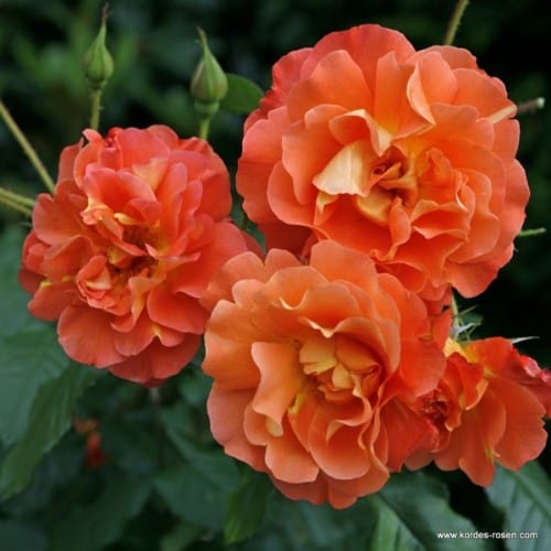 Westerland - Weeks Rose - Image 2