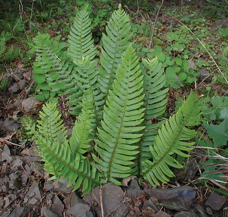 Western Sword Fern - Polystichum munitum, 1 Pack - Image 2