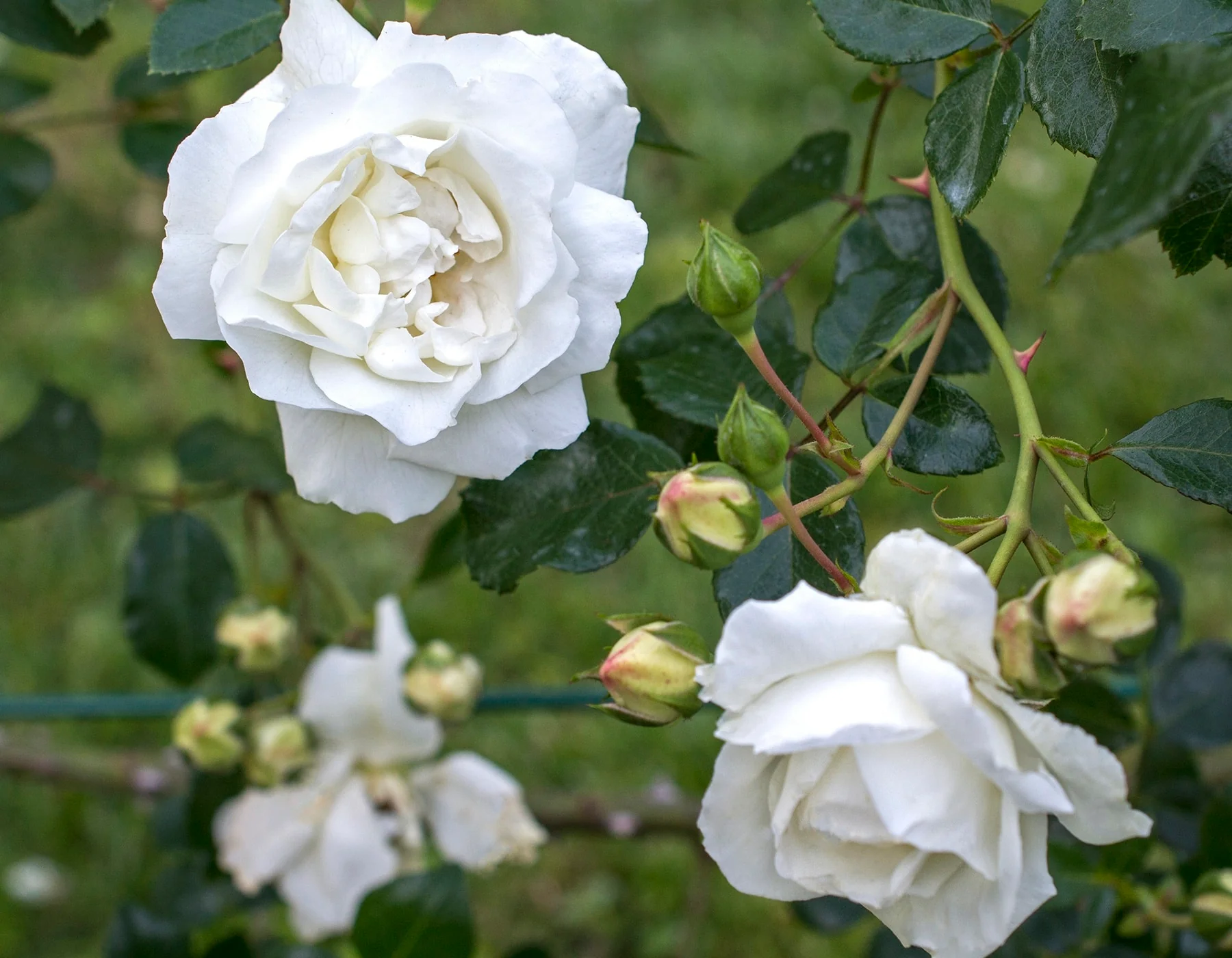 White Dawn - Star Roses and Plants - Image 3