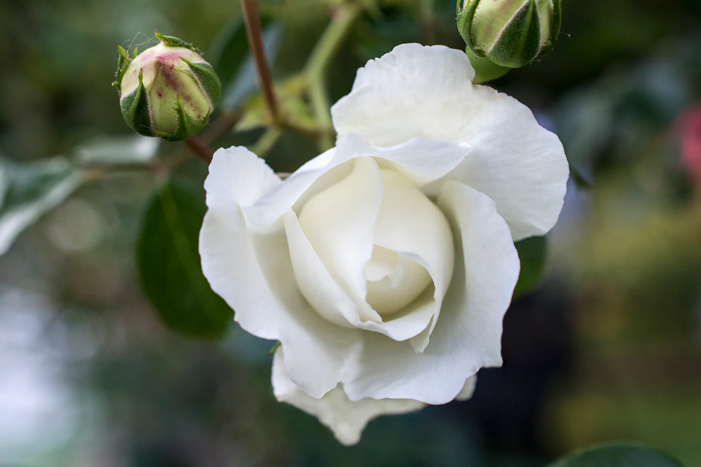 White Dawn - Star Roses and Plants - Image 4