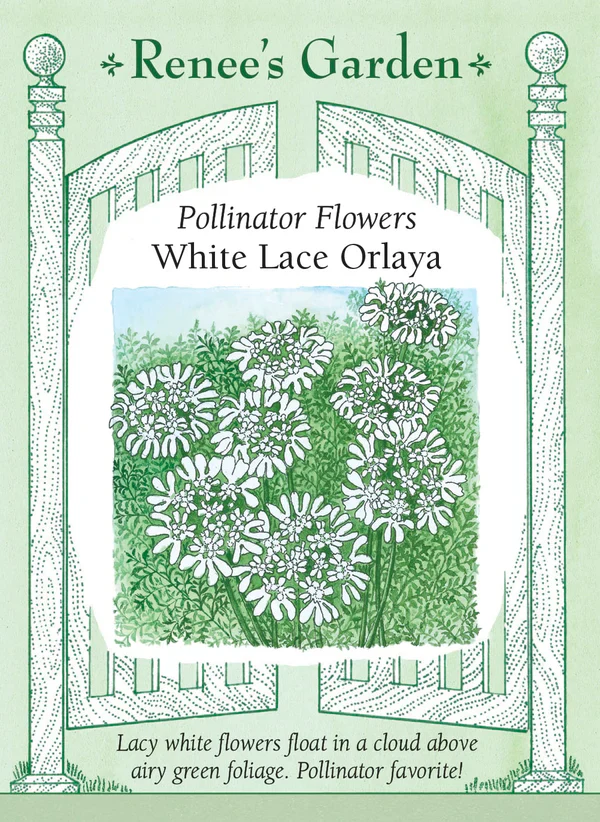 White Lace Orlaya - Renee's Garden
