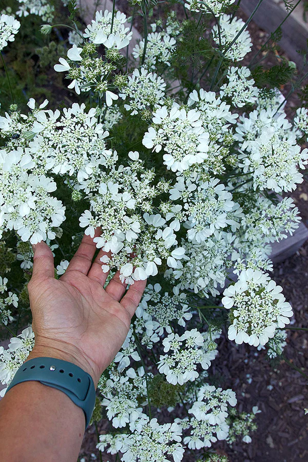 White Lace Orlaya - Renee's Garden - Image 2
