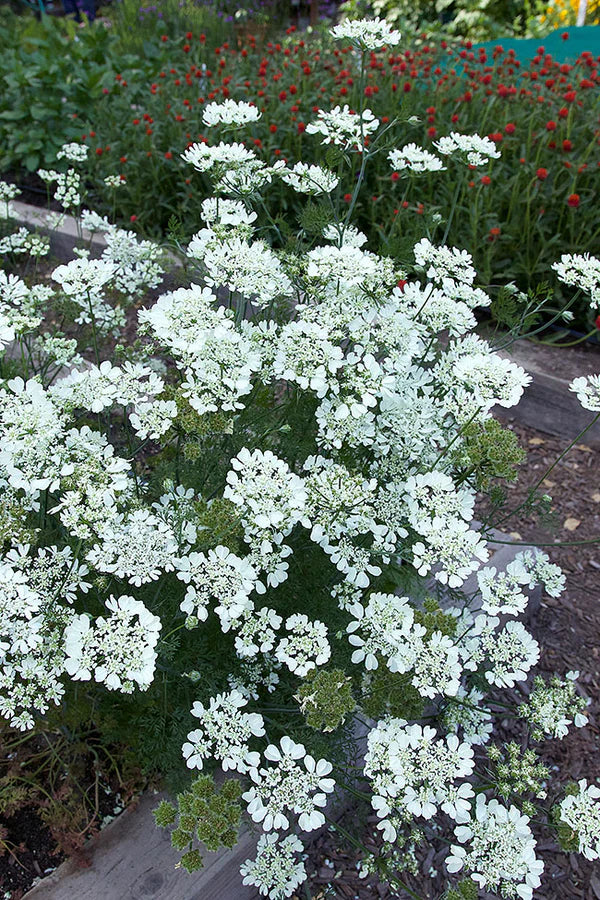 White Lace Orlaya - Renee's Garden - Image 3