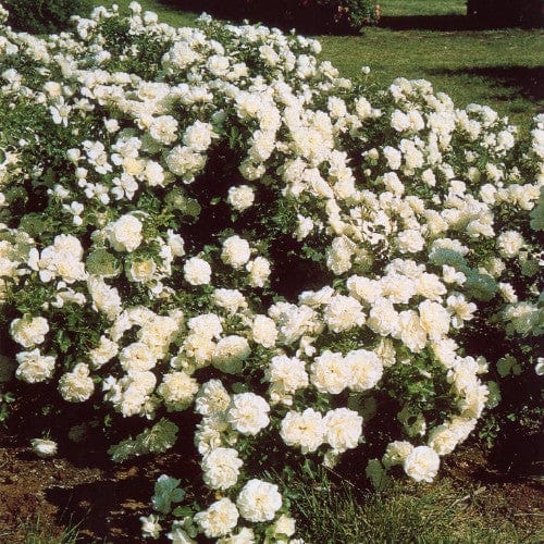 White Meidiland - Weeks Rose - Image 2