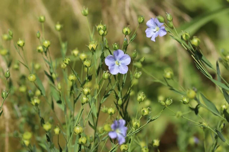 Wildflower Blue Flax - Ontario Seed Company