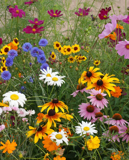 Wildflowers Cut Flower Blend - West Coast Seeds - Image 2