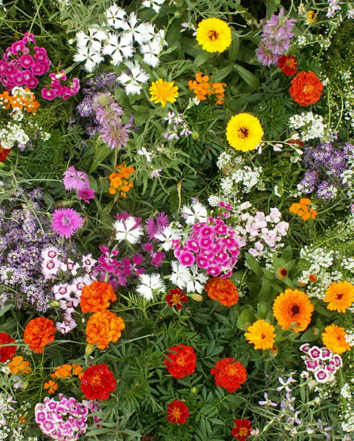 Wildflowers Fragrant Flower Blend - West Coast Seeds - Image 2