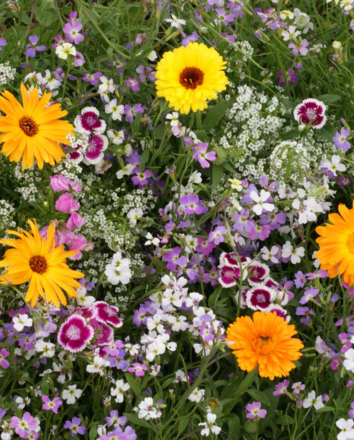 Wildflowers Fragrant Flower Blend - West Coast Seeds - Image 3