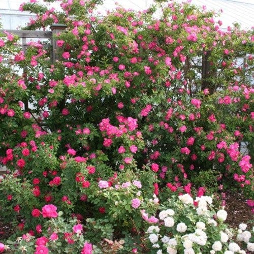 William Baffin - Weeks Rose - Image 2
