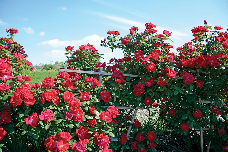 Winners Circle - Star Roses and Plants - Image 3
