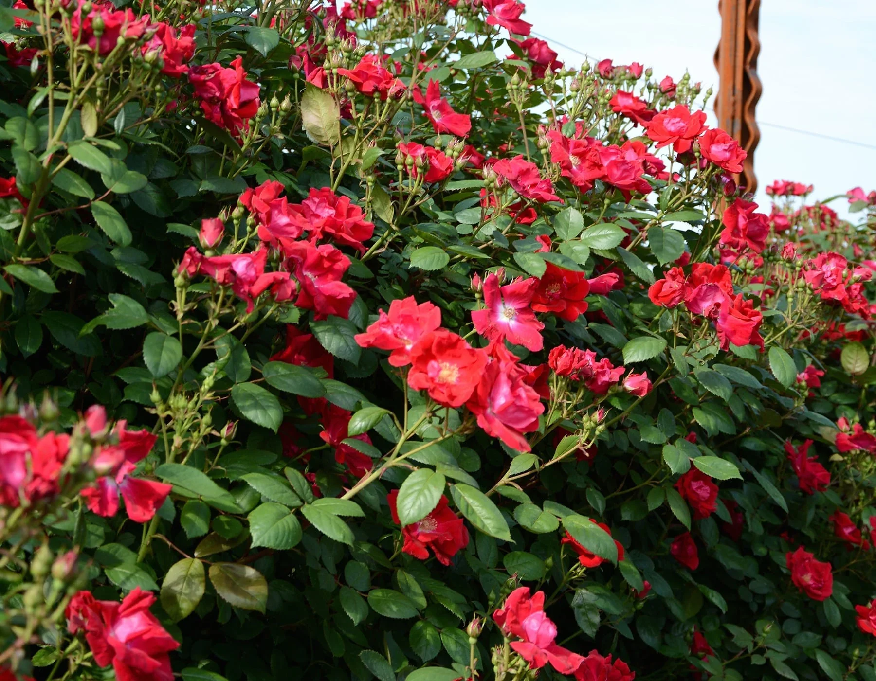 Winners Circle - Star Roses and Plants - Image 4
