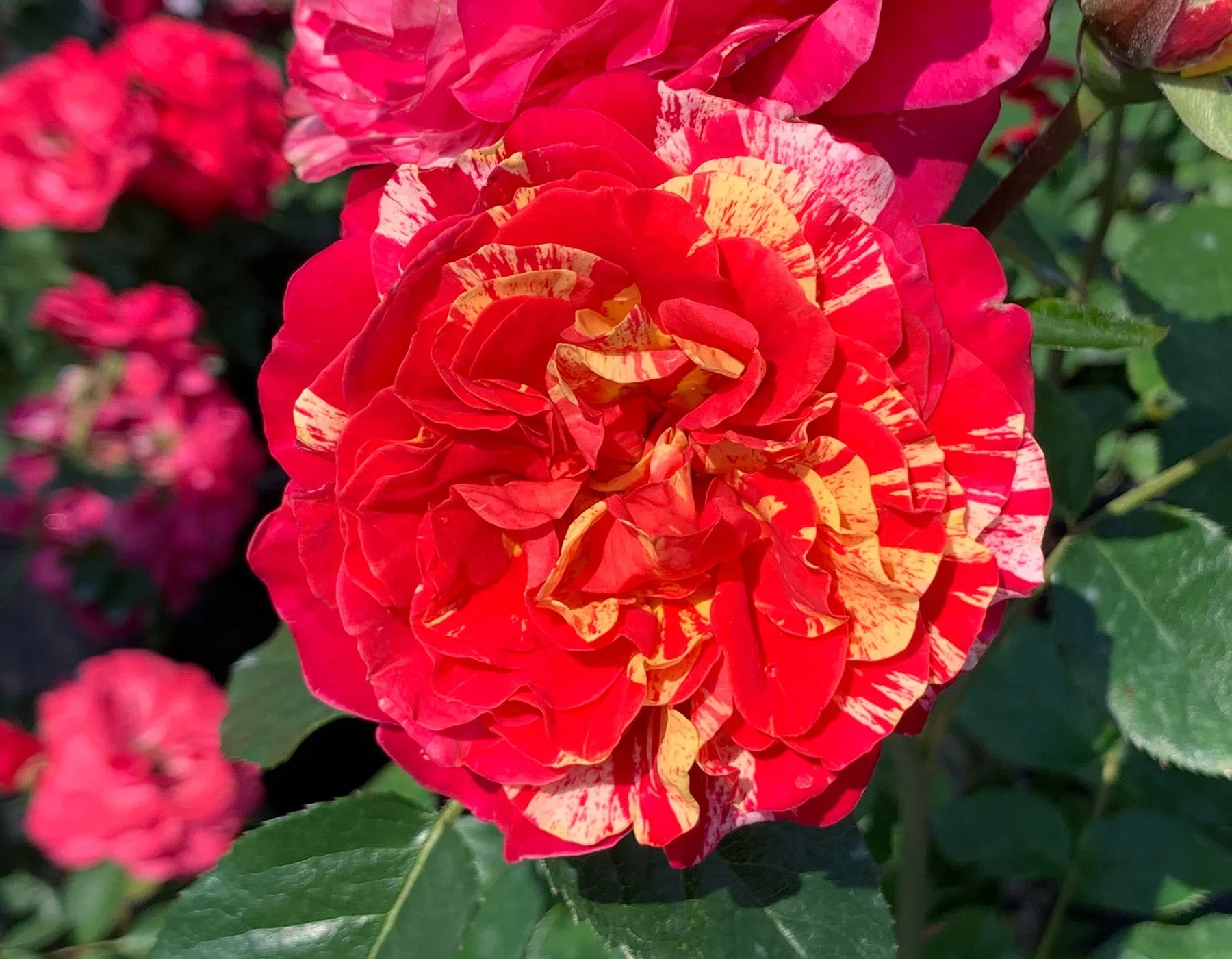 Winning Streak - Star Roses and Plants - Image 2