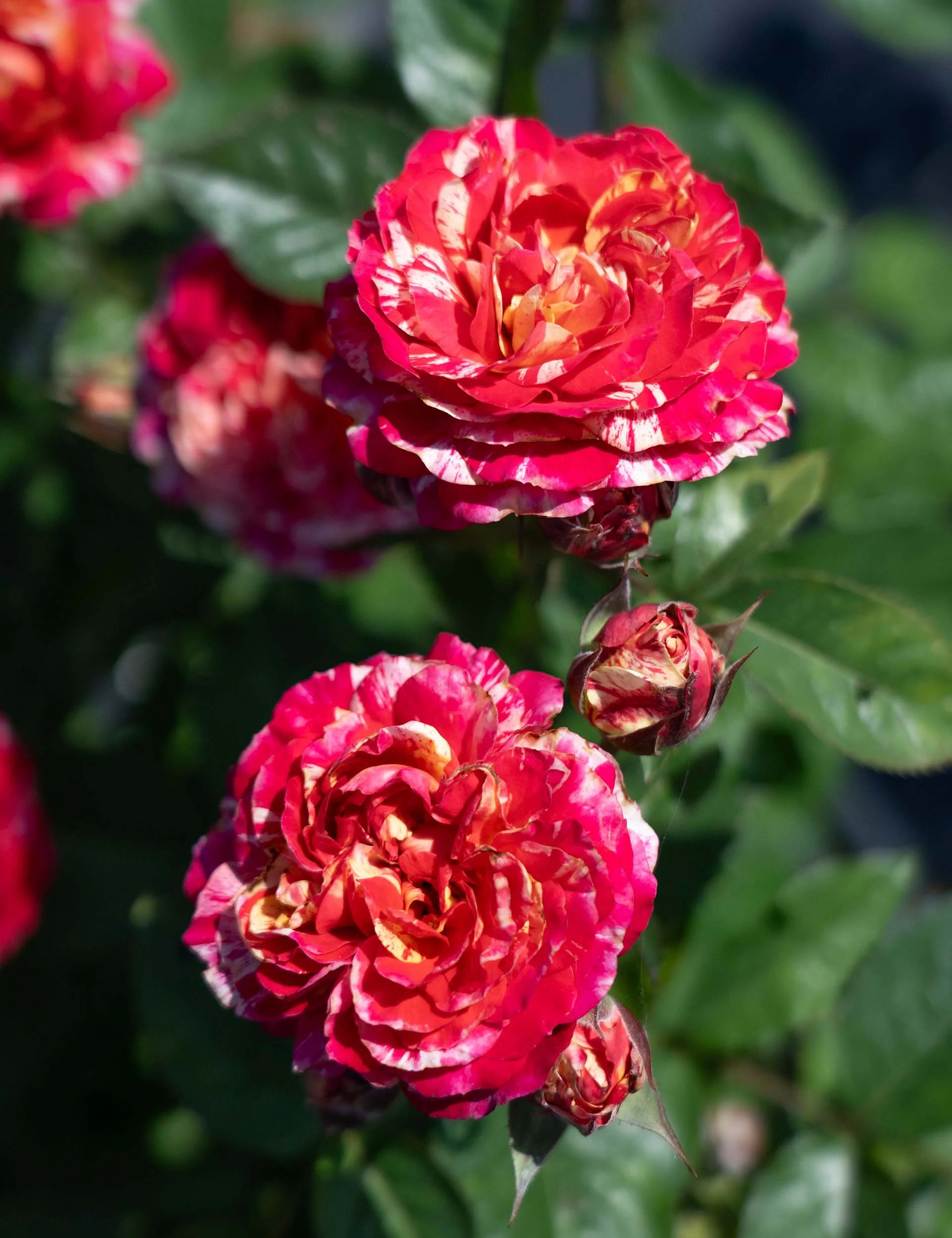 Winning Streak - Star Roses and Plants - Image 3