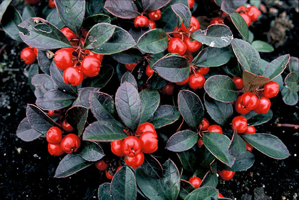 Wintergreen - Redwood, 1 Pack - Image 2
