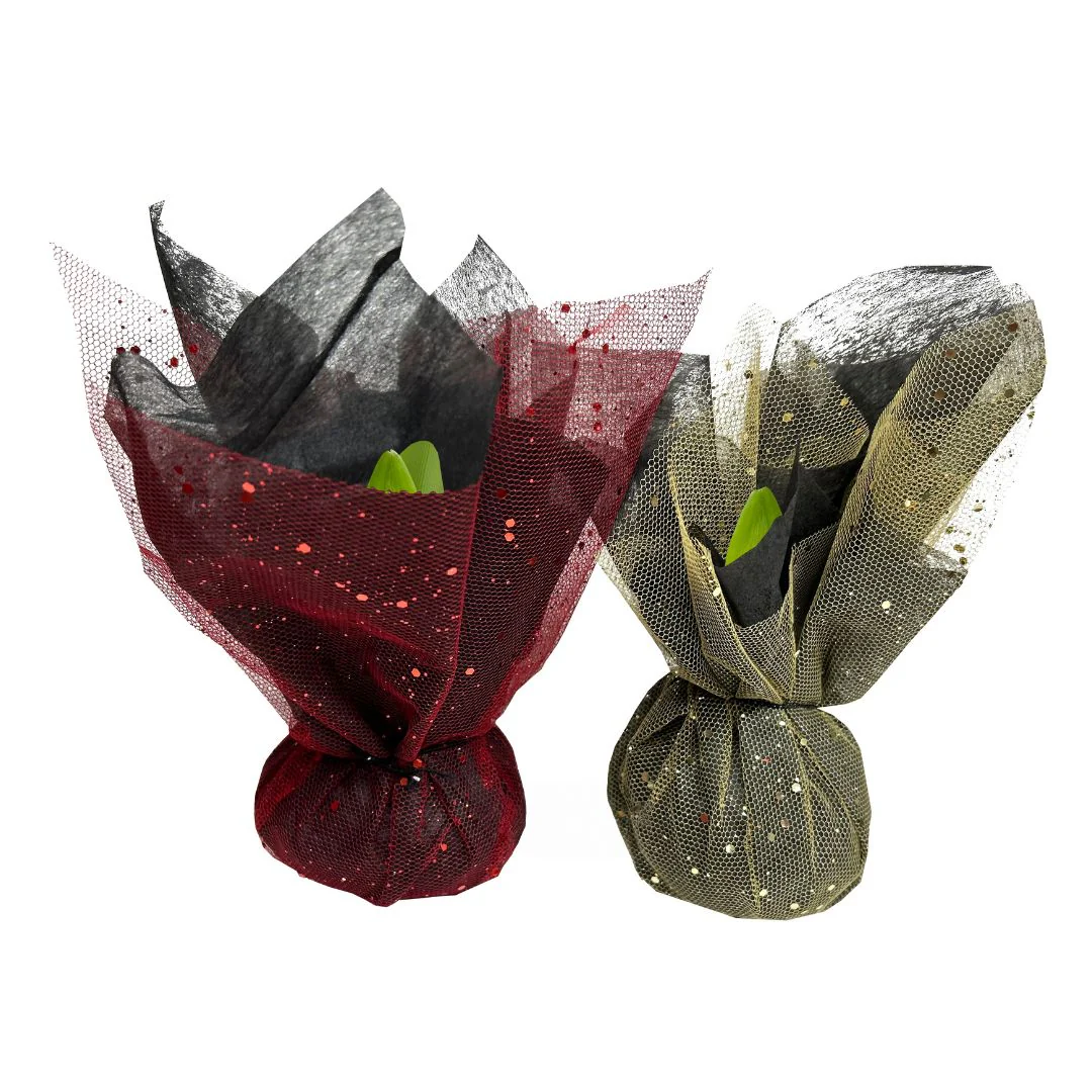 Wrapped Amaryllis - Red Bloom - Image 4