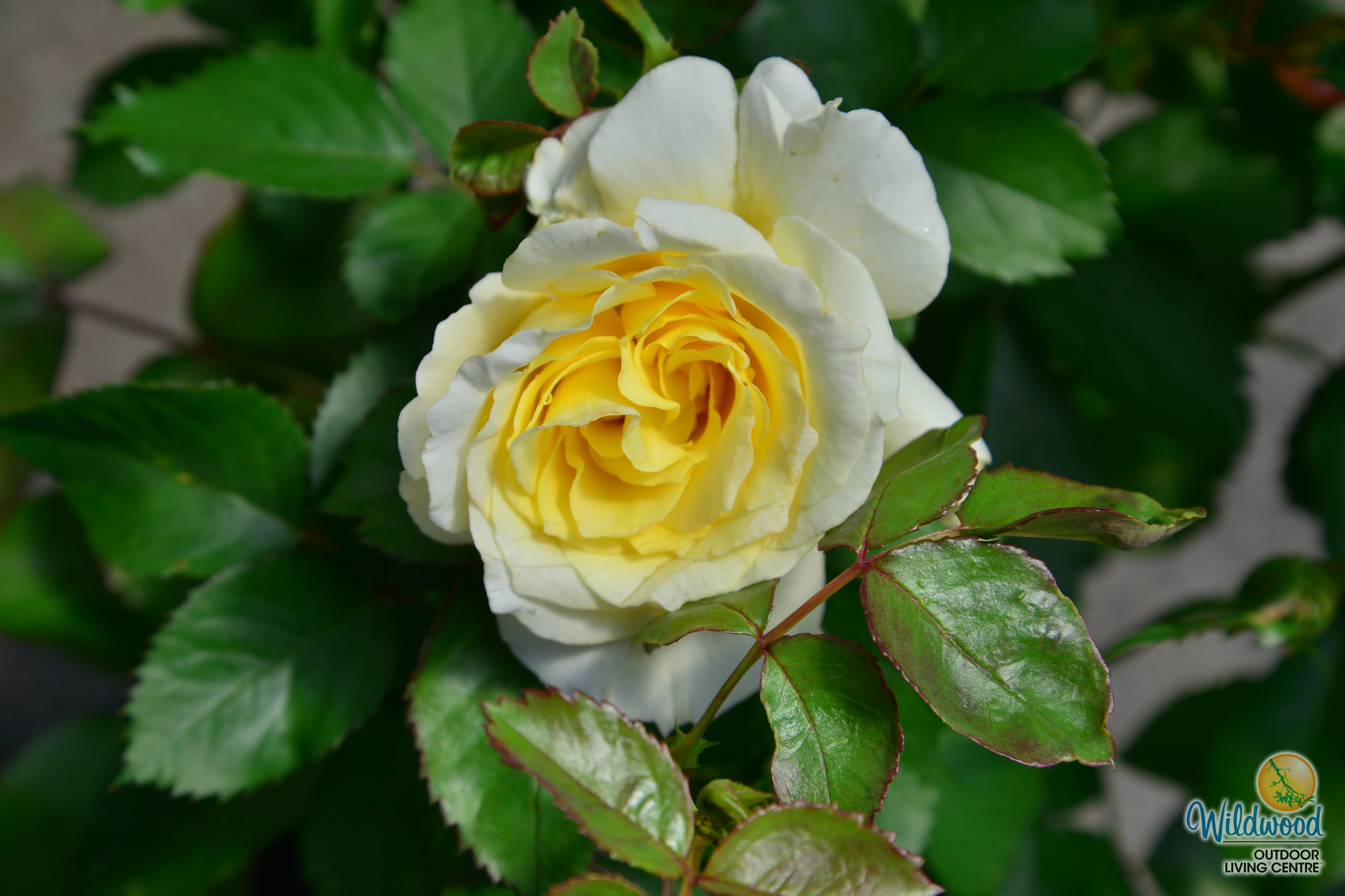 White Licorice - Weeks Rose - Image 2