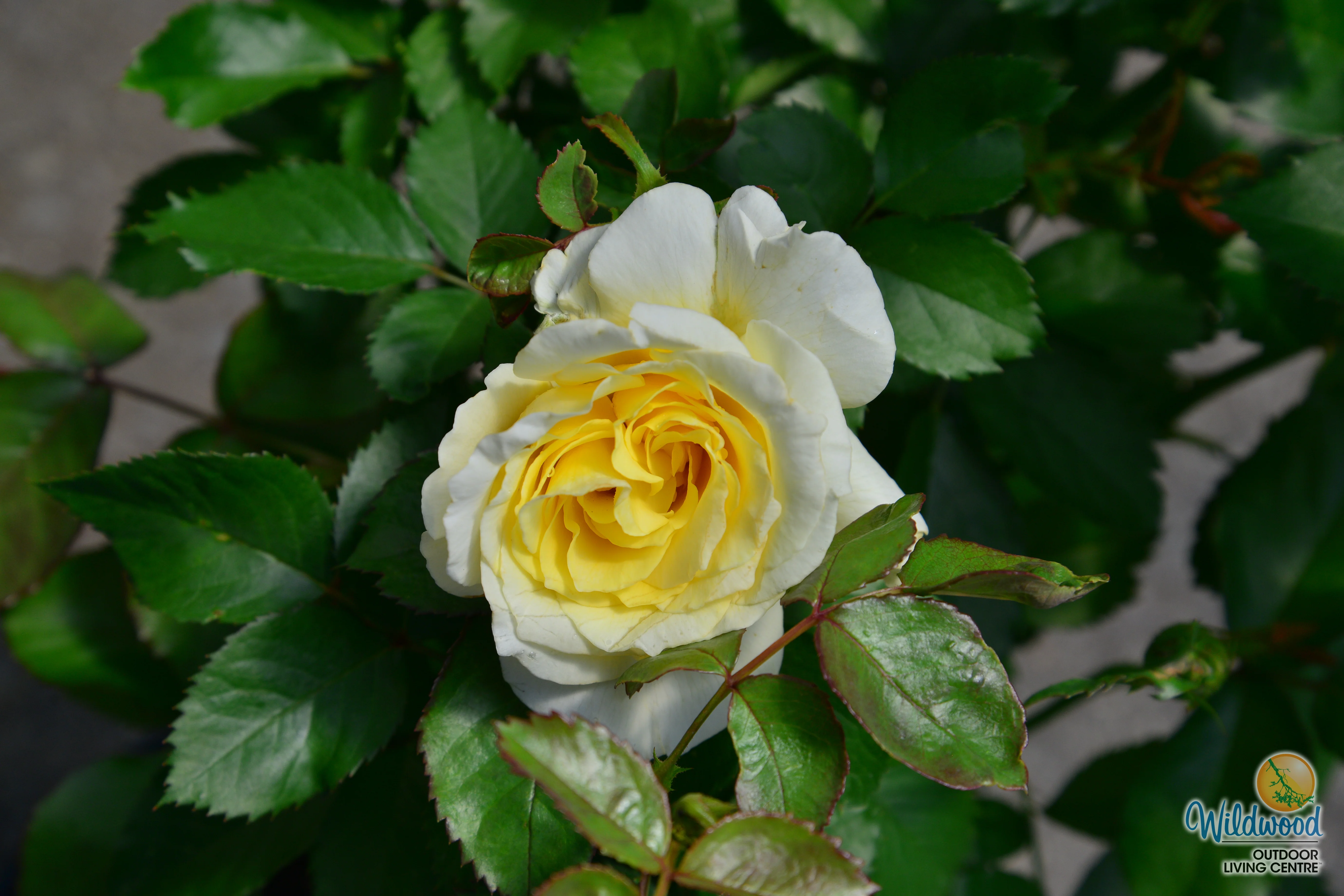 White Licorice - Weeks Rose - Image 3