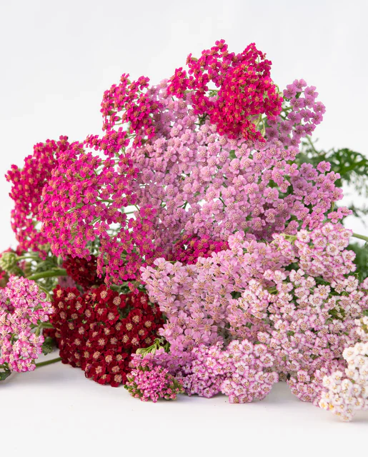 Yarrow Flowerburst Fruit Bowl - West Coast Seeds - Image 2