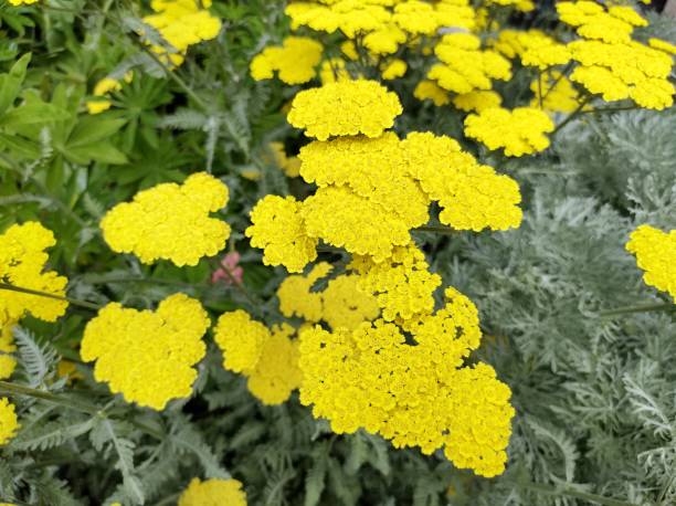 Yarrow - Moonshine, 1 Pack - Image 2