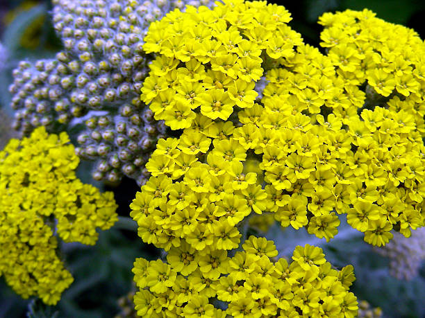 Yarrow - Moonshine, 1 Pack - Image 3