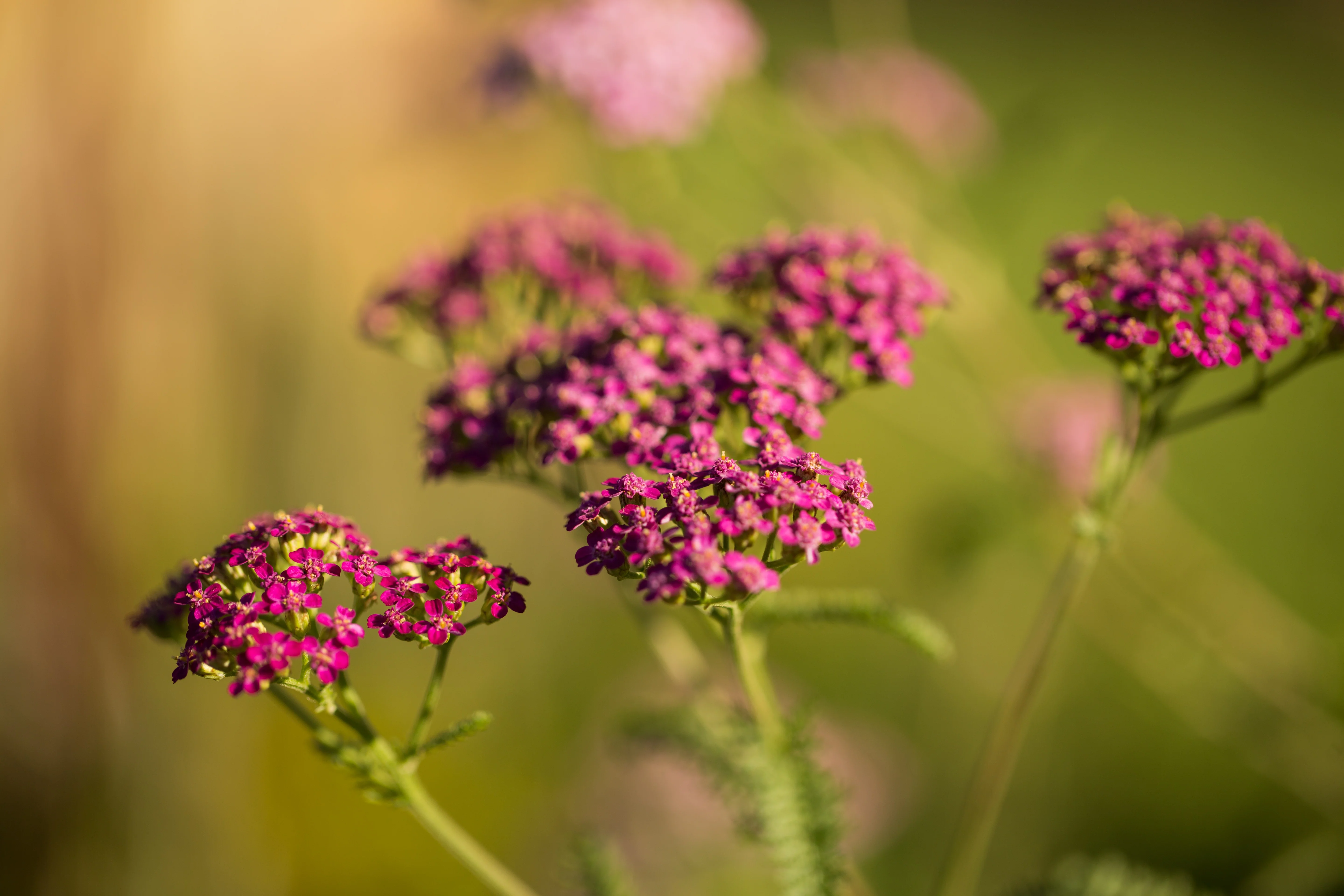 Yarrow - New Vintage Violet, 1 Pack - Image 2
