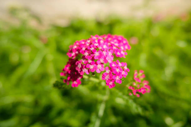 Yarrow - New Vintage Violet, 1 Pack - Image 3