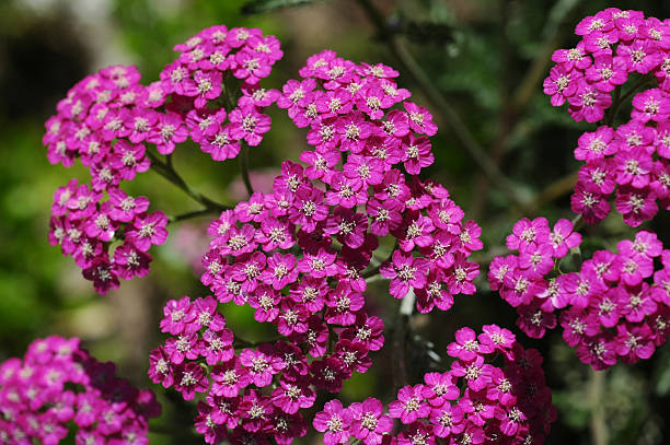 Yarrow - New Vintage Violet, 1 Pack - Image 4