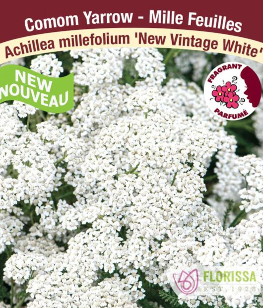 Yarrow- New Vintage White, 1 Pack