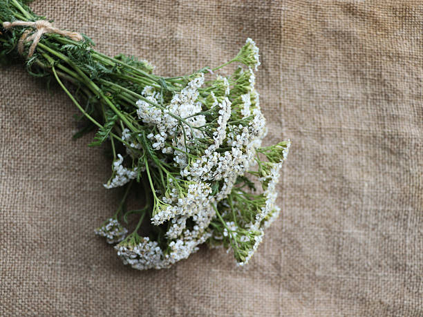 Yarrow- New Vintage White, 1 Pack - Image 3
