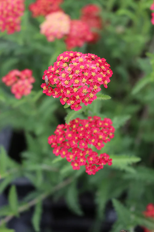 Yarrow - Paprika, 1 Pack - Image 2