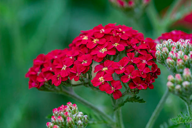Yarrow - Paprika, 1 Pack - Image 3